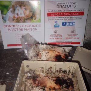 Tercap société de traitement des termites en Béarn et Bigorre intervient pour lutter contre les termites à Billère dans le Béarn