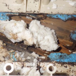 Tercap société de traitement des termites en Béarn et Bigorre intervient pour lutter contre les termites à Billère dans le Béarn