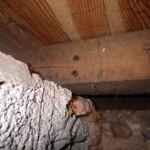 TERCAP réalise le traitement des bois contre les vrillettes et les capricornes à Pau dans le Béarn